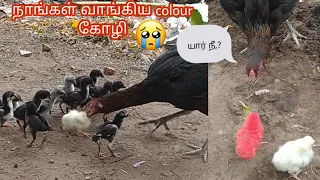 நாங்கள் வாங்கிய கலர் குஞ்சும் கருவாச்சி கோழியும்/colour chicks vs conutry hen chicks 🐔🐣❤️#dspbirds
