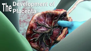 development of the Placenta-labor and delivery - A Miracle of Life from Conception to Birth