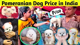Pomeranian dog price in India 2026 | Teacup dog price in India | Cute Puppies Price in Kolkata #cute