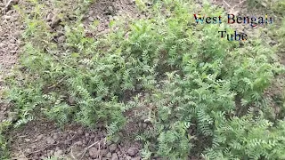 Garden Tips 04 || Accurate Lentil plant with natural view
