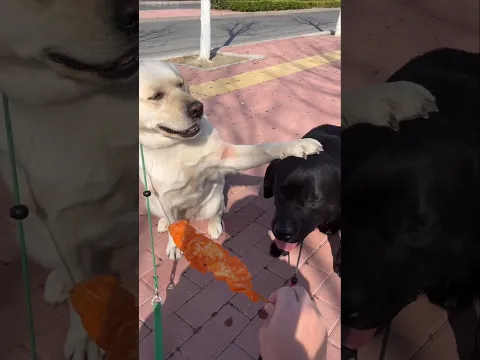 This Dog Refused to Eat Until His Friend Was Fed 🥹🐶