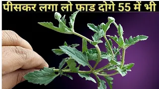किस्मत वाले को मिलता है ये पौधा मिल जाए तो छोड़ना मत इसकी जड़ भिखारी को भी धनवान बना देता है Vastu