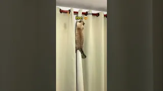 TUTORIAL DE COMO ENSINAR SEU GATO PRA DESTRUIR CORTINAS