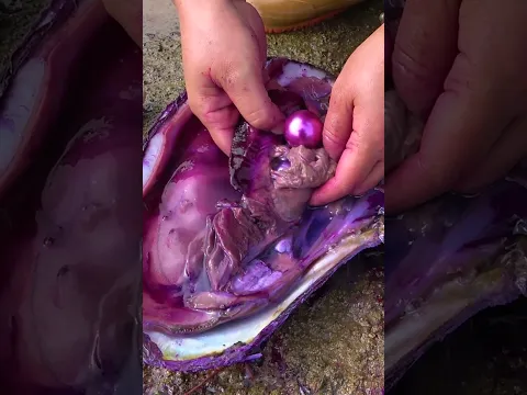 🎁🎁Giant purple clams, beautiful women harvest purple pearl treasures