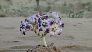 The flower of the desert