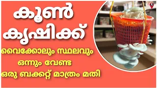 വീട്ടിലോ ഫ്ലാറ്റിലോ എവിടെയും എളുപ്പത്തിൽ വളർത്താം | koon krishi home | mushroom growth cultivation