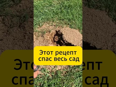 ТЛЯ и МУРАВЬИ вымерли! #дача #огород #садогород #советыдачникам #вредители #муравьи #тля #лайфхак