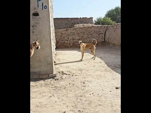 Prank with dog #shorts #viralvideo #funny