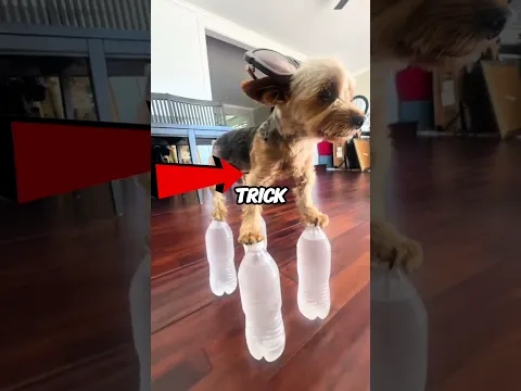 The Most Focused Dog Ever 😳🐶