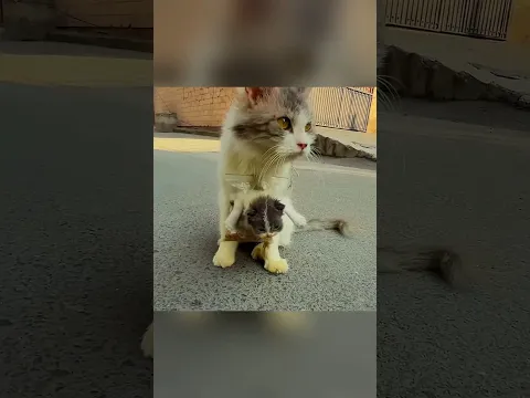Кто-то привязал котенка к кошке #шортс