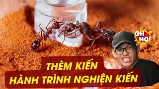 Tổng Hợp Thèm Kiến ( P1-P10)| Hành trình trở thành con nghiện Kiến |Thèm Bò Sát
