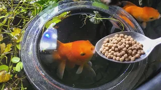 feeding my goldfish | INDOOR MINI POND