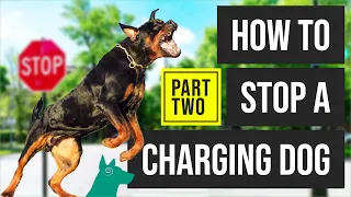 How To Stop A Charging Dog PART 2 🤯 (MUST WATCH)
