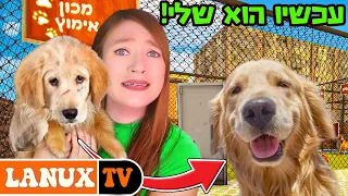 נאלצתי לאמץ 10 כלבים... עכשיו המטרה: למסור את כולם!  - Animal_Shelter