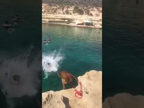 Dog jumping on human in sea
