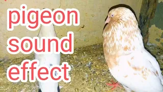 Pigeon Sound Effect || male pigeon sound impressive female pigeon❤️🥰