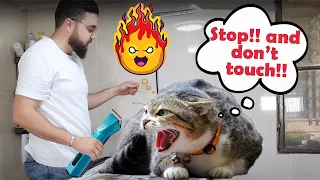 How to deal with an angry and fierce Angora cat when shaving 😴😨