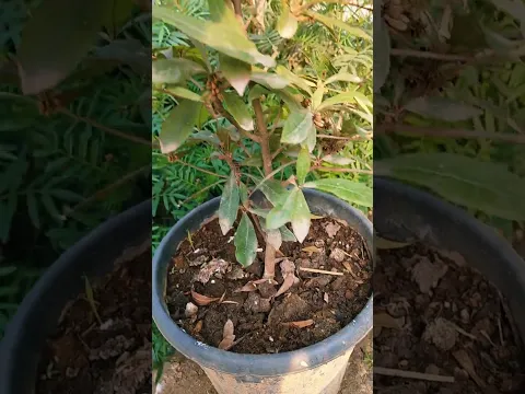 miracle berry