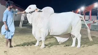 BIGGEST COW OF PAKISTAN ❤ | HEAVY & GIANT WHITE COW 