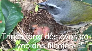 trinca ferro  chocando ! dos ovos  ao võo ! dos filhotes