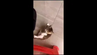 Entertainment short video