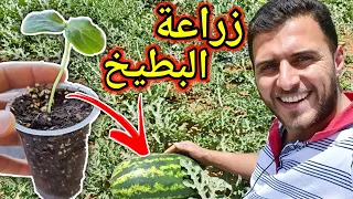 اسهل طريقة لزراعة البطيخ في المنزل 🍉😋 (من البذور)