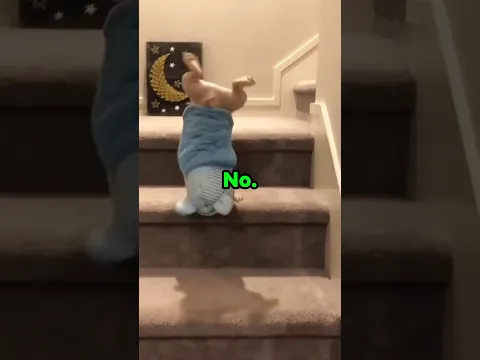 dogs hate stairs #dog #funny #pets