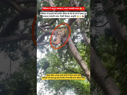 निधिवन में प्रकट हुए साक्षात् गणपति बप्पा 😱🦣 #ganpatibappa #nidhivan #mystery #devine #darshan #vlog
