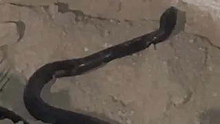 ضهور رصد على شكل ثعبان خطير جدا