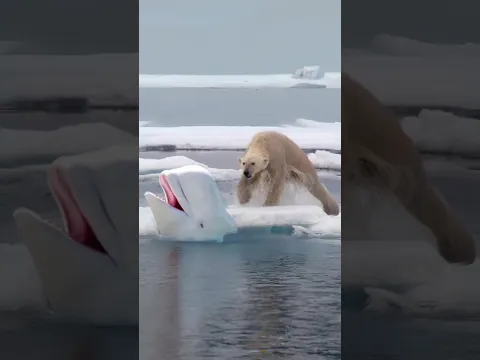 Polar Bear hunts Beluga Whale