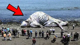 If You See This on the Beach, RUN IMMEDIATELY! 😨