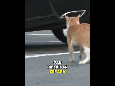 Kehilangan 4 Anak Induk Kucing Ini Selalu Membawa Makanan Terbungkus #kucing #rescue #kucingkampung