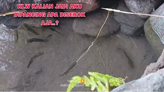 SERU... NEMU SARANG IKAN CHANNA, PAS DIPANCING REBUTAN SEMUA, MANCING IKAN CHANNA LIMBATA BESAR 
