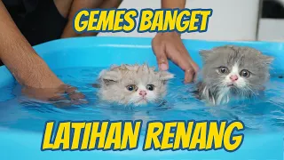 ANAK KUCING BRITISH LATIHAN RENANG