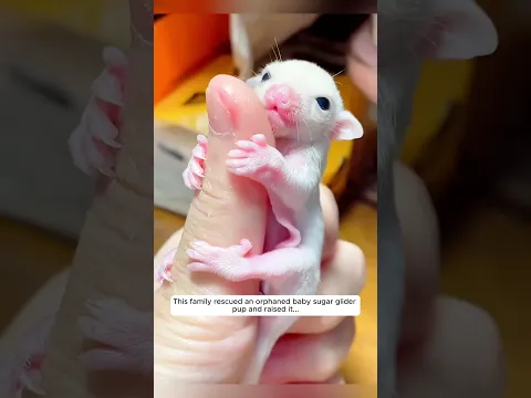 This family rescued an orphaned baby sugar glider pup and raised it