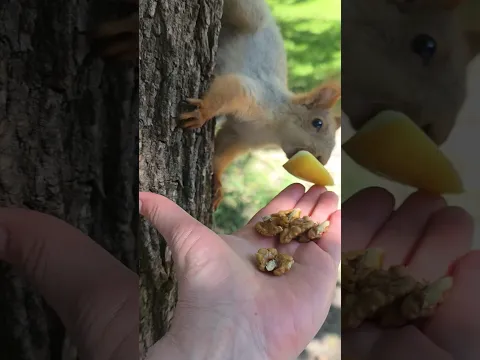 Яблок много не бывает