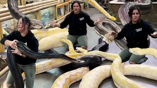 How Strong Are These Huge Snakes?