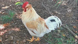Rooster crowing loud in the morning - nature alarm clock wake up call ( New Breed )