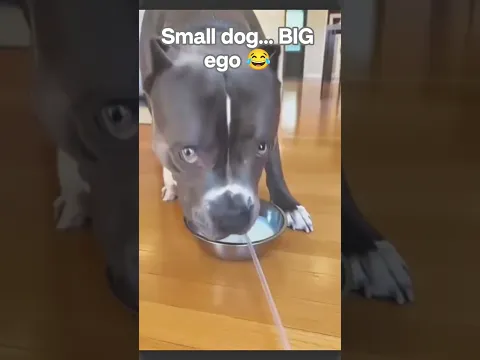 This Tiny Dog Thinks He Runs the Whole House 😂#chihuahua  #petlovers#viralvideo#fyp #explorepage#usa
