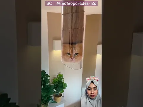 Miaw meluncur 😸😹 #funny #dubbing