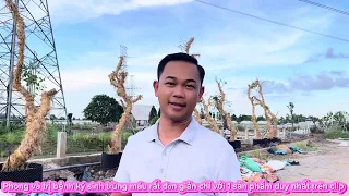 Cách phòng bệnh ký sinh trùng máu ở gia cầm và top hoa hậu Duyên Ti 7/5/2025