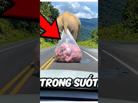 3 loài động vật trong suốt kỳ lạ nhất thế giới #animals #khampha #shorts