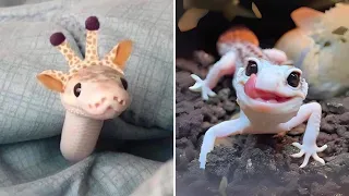 The Best 10 Unconventional Pets You'll Fall In Love!