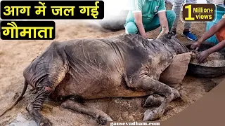 झोपड़ी में लगी आग में जल गई गाय,अब पूरी खाल निकलेगी,दुआ करें की ये गौमाता बच जाए।
