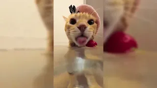 Cat drinking