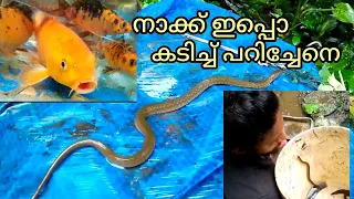 ഫിഷ് ടാങ്ക് ക്ലീൻ ചെയ്തുനോക്കിയപ്പോൾ കിട്ടിയ സാധനം 🙄🙄🙄
