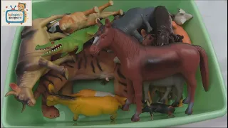 Learn Farm Animals, Zoo Animals Name English Korean! 농장동물 동물원동물 사파리동물 영어 한국어 이름 배우기!