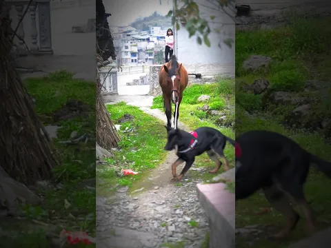 The dog saved its owner's horse from being stolen.