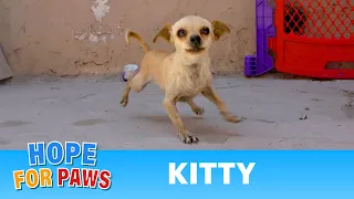 Tiny dog left behind by her owner... so sad 😥 #chihuahua