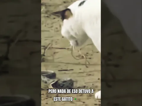 Gato cazando a una SERPIENTE 🐍🐱
